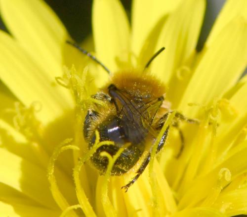 Réf. 278 041 : Osmia sp.